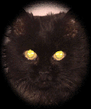 A 23 yr old cat named Spooky